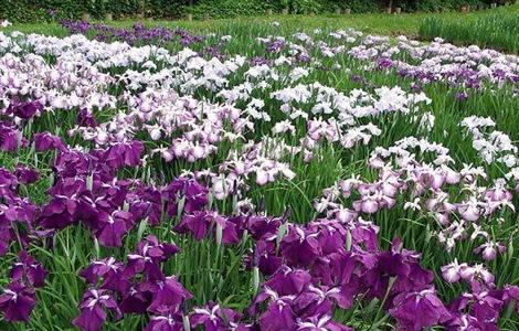 鸢尾的种植方法（鸢尾的种植方法和时间）