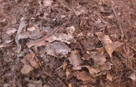 玫瑰种植土壤要求（玫瑰种植的土壤要求）