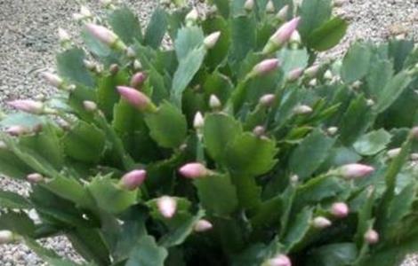 蟹爪兰不开花是什么原因 蟹爪兰不开花的原因