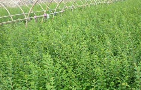 丁香栽培与管理（丁香的种植技术与管理）