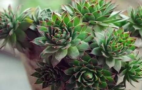 观音莲怎么养爆盆（观音莲怎么养爆盆修剪视频）