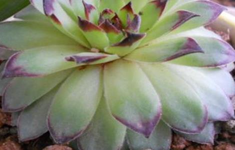 观音莲叶片下垂原因及解决方法（观音莲叶片下垂原因及解决方法视频）