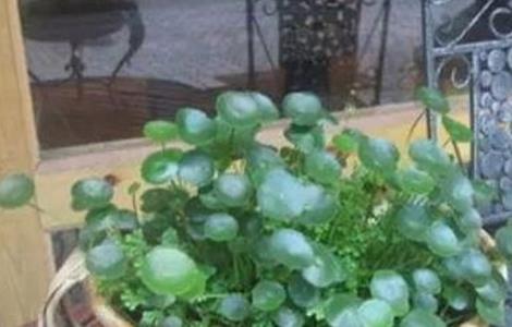铜钱草水培怎么养爆盆（铜钱草怎么养）