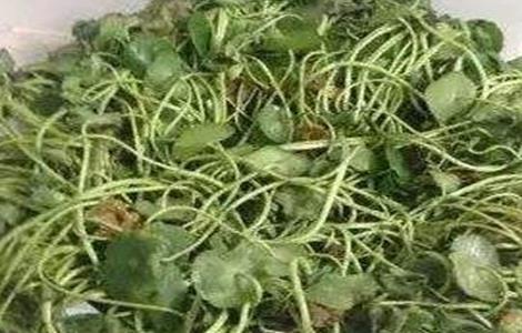 铜钱草烂根怎么处理（铜钱草烂根怎么办）
