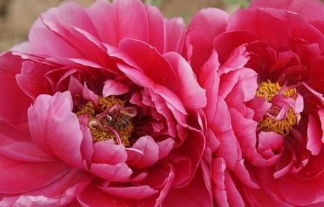 牡丹花花芯发黑怎么办(牡丹花花枝变黑了怎么办)