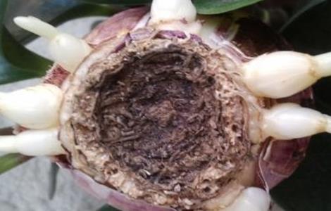 风信子怎么繁殖新种球（水培风信子正确养法）