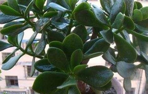 玉树叶子掉落原因及解决方法（玉树叶子掉落原因及解决方法图）