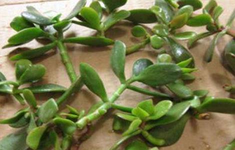 玉树的扦插方法及注意事项 玉树的扦插方法及注意事项视频