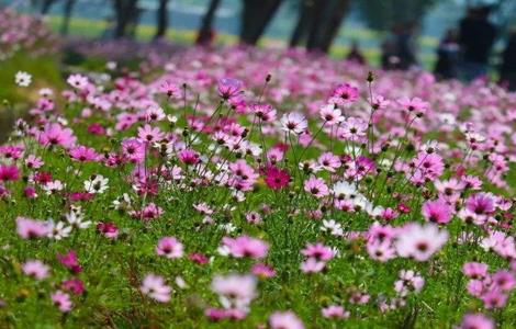 波斯菊种植 波斯菊种植方法