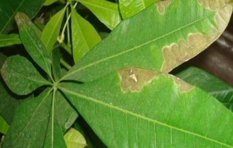 含笑花叶子发黄是什么原因（含笑花叶子发黄是什么原因造成的）