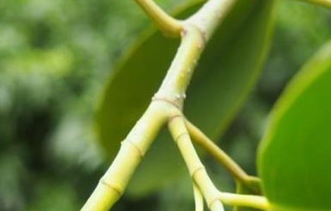 含笑花的扦插方法 含笑花的扦插方法和注意事项