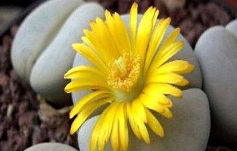 生石花的养殖方法 石斛花的养殖方法