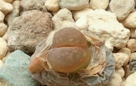 生石灰皱皮是什么原因 生石灰皱皮是什么原因