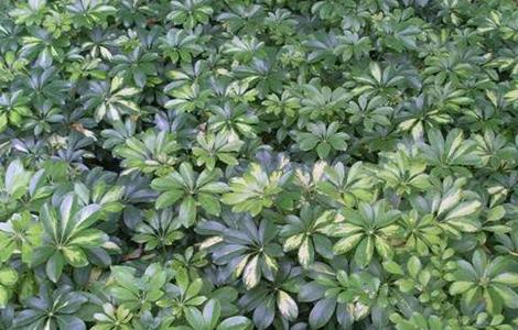 鹅掌柴怎么养 鸭掌木为什么不建议在家里