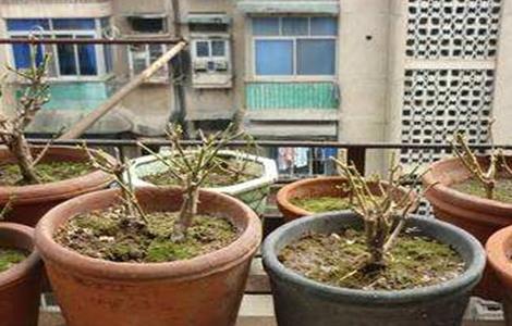 盆栽茉莉修剪方法（盆栽茉莉修剪方法和技巧）