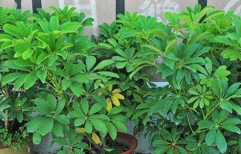 鹅掌柴叶子发黄掉落怎么办(鹅掌柴叶子发黄掉落怎么回事)