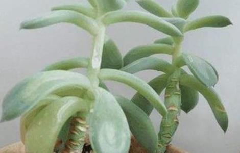 多肉徒长怎么办 多肉徒长了怎么控回来