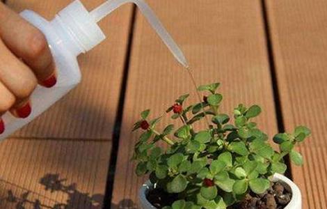 多肉植物怎么浇水（多肉植物怎么浇水啊）