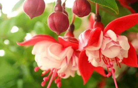 灯笼花的生长环境 灯笼花的生长环境要求