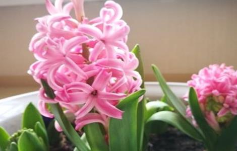 风信子开花后怎样处理（风信子开花后怎样处理葡萄）