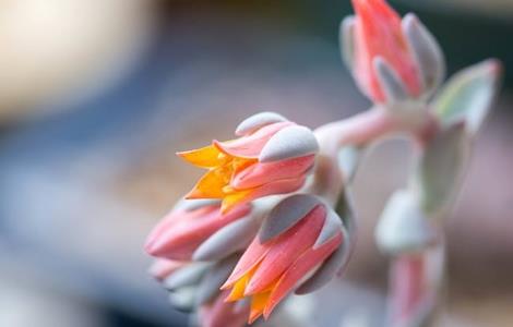 多肉开花了该怎么处理 多肉开花了怎么处理视频