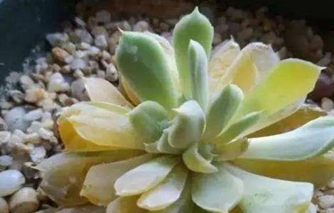 多肉化水原因及解决方法 多肉化水原因及解决方法视频