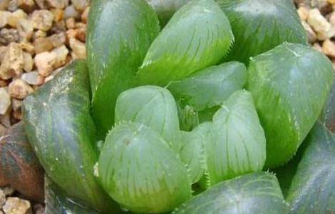 玉露多肉的养殖方法和注意事项（玉露多肉的养殖方法和注意事项图片）