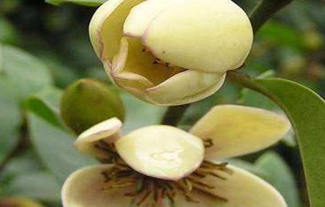 含笑花干枯原因及解决方法 含笑花干枯原因及解决方法图片