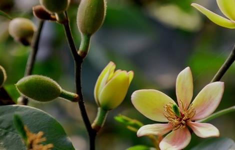 含笑花干枯原因及解决方法