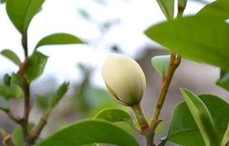 含笑花的扦插时间和方法（含笑花什么时候扦插）