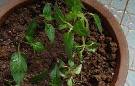 灯笼花的繁殖方法 灯笼花的繁殖方法和过程