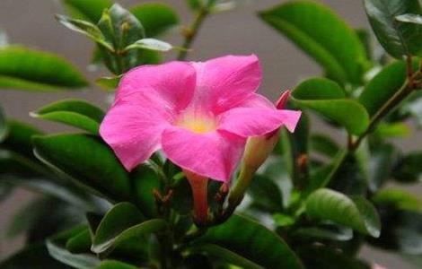 飘香藤不开花是什么原因 飘香藤不开花是什么原因呢