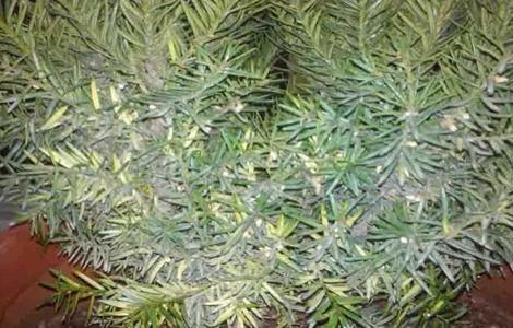 红豆杉掉叶子是什么原因 红豆杉掉叶子是什么原因呢