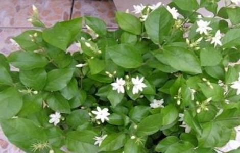 茉莉冬天该怎么养 茉莉冬天该怎么养殖