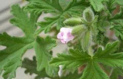 驱蚊草的养殖方法（驱蚊草的养殖方法与注意事项盆栽）