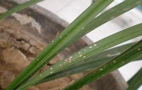 兰花叶子开裂怎么回事（兰花叶子开裂怎么回事儿）