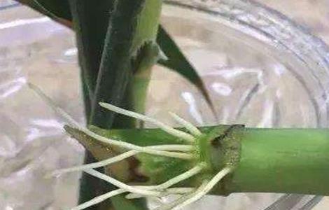 富贵竹不生根怎么办 富贵竹不生根怎么办?