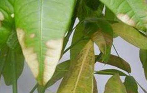 发财树落叶是什么原因（发财树落叶是什么原因造成的）