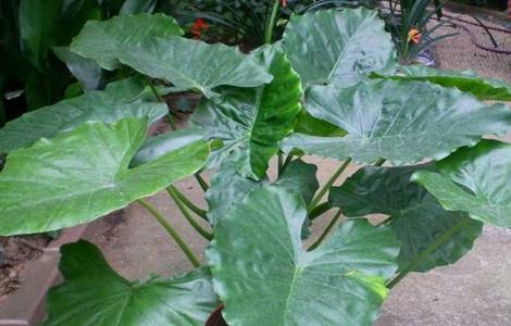 海芋的种植方法（海芋的种植方法视频）