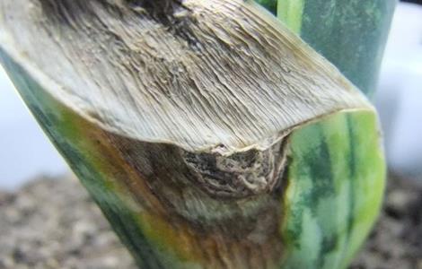 虎皮兰烂叶原因及解决方法 虎皮兰烂叶原因及解决方法视频