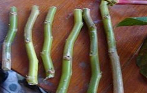 一品红的扦插方法和时间 一品红什么时候扦插