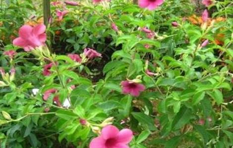 紫蝉花的养殖方法和注意事项 紫蝉花的养殖方法和注意事项