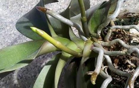 蝴蝶兰根部腐烂怎么办（蝴蝶兰根部腐烂怎么办用什么药）