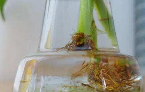 富贵竹烂根怎么处理 富贵竹长根以后怎么办