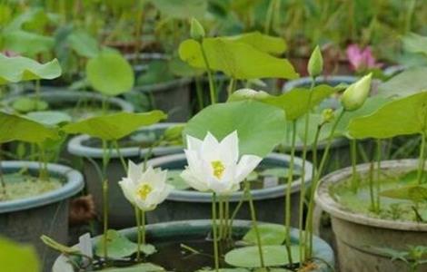 碗莲的养殖方法和注意事项 碗莲的养殖方法水培
