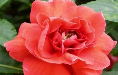 凤仙花烂根是怎么回事（凤仙花烂根是怎么回事儿）