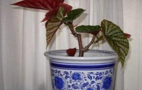 竹节海棠的换盆方法 竹节海棠的换盆方法和技巧