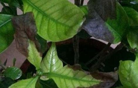 栀子花卷叶怎么回事 栀子花卷叶是怎么回事