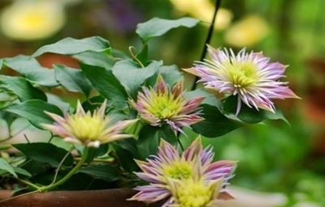 铁线莲的修剪方法 铁线莲的修剪方法和注意事项