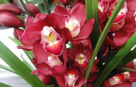 大花蕙兰的养殖方法和注意事项 兰花怎样养护